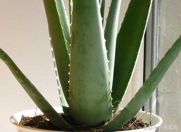 适合盆栽的药草,花园里的木本植物