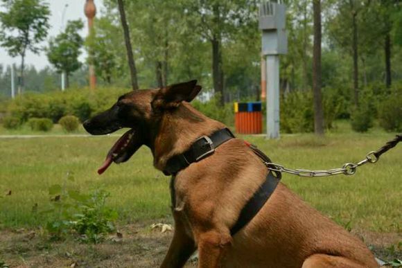 马犬犬瘟后腿发抖该怎么治疗,马犬幼犬发抖四肢无力出眼屎