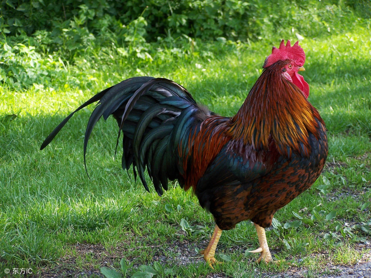 挑选种公鸡,鸡种公鸡怎么选