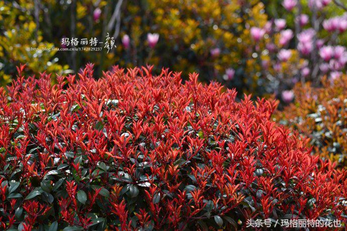 石楠花味道为什么是生命的味道,石楠花有什么味道和颜色