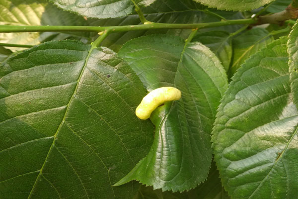 樱桃树上有会拉丝的虫是什么虫,樱桃叶子上那个虫子叫什么虫