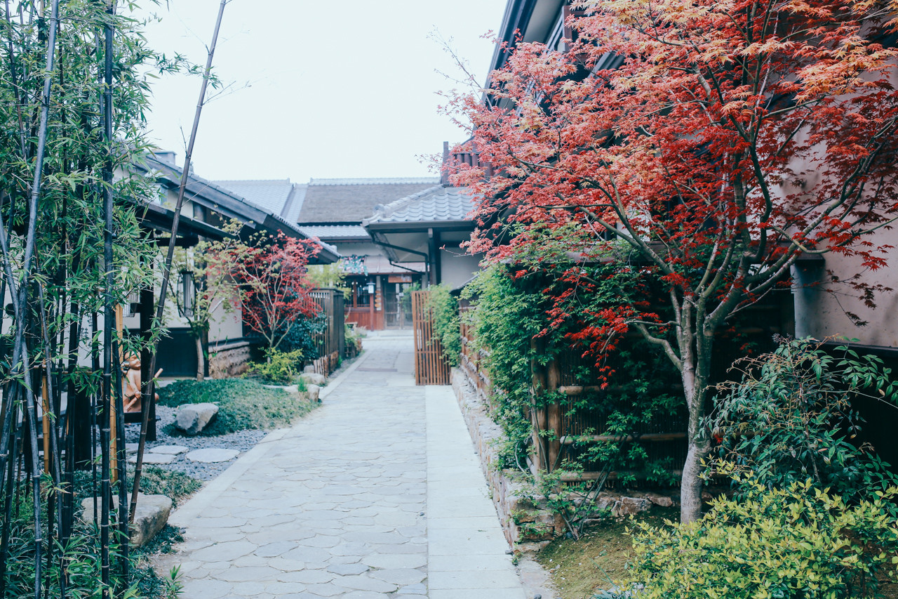 三月的拈花湾樱花烂漫,烟花三月桃花