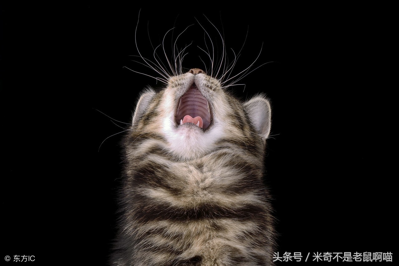 猫咪喂食冷知识图片,50个猫咪冷知识免费观看