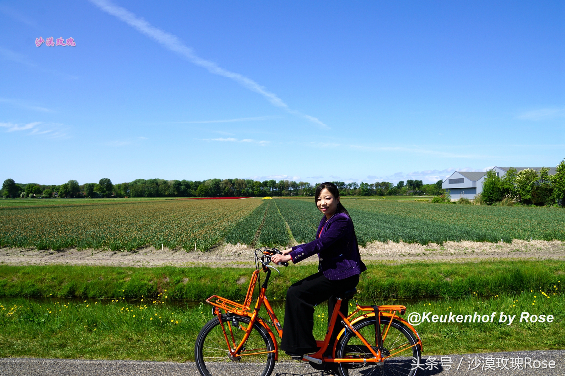荷兰哪里可以看到郁金香花海,荷兰的郁金香花图