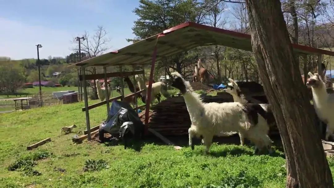 狗狗误闯300米,狗狗误闯鹿群