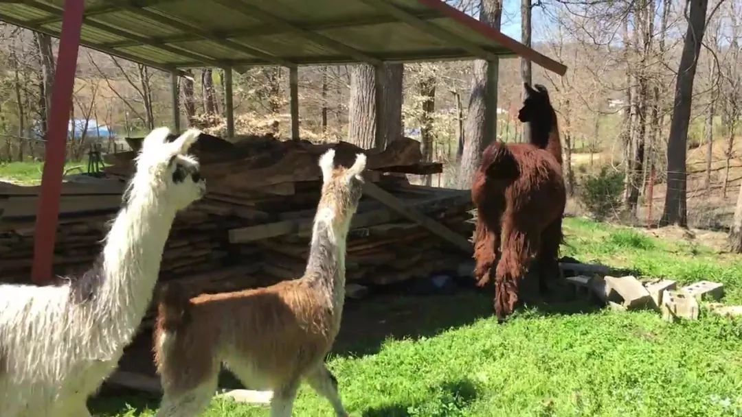 狗狗误闯300米,狗狗误闯鹿群