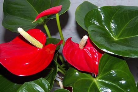 红掌叶子发黄怎么养才能长得茂盛,红掌的叶片发黄是什么原因