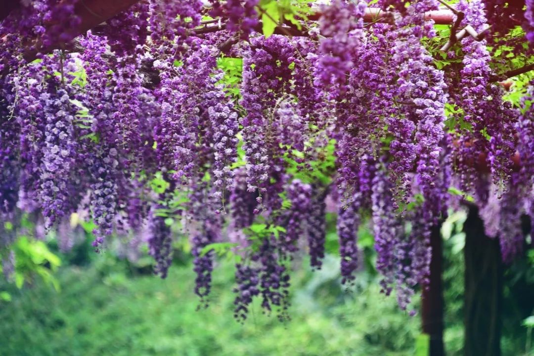诗情画意赏紫藤（摄影：咖啡人生，整理编辑：知行摄旅行）