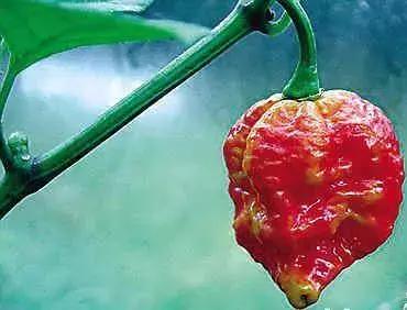 12种最值钱的椒,世界上十种最好的辣椒