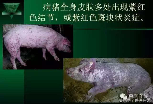 有图有真相——看猪病专家进行蓝耳病的现场诊断和详解！