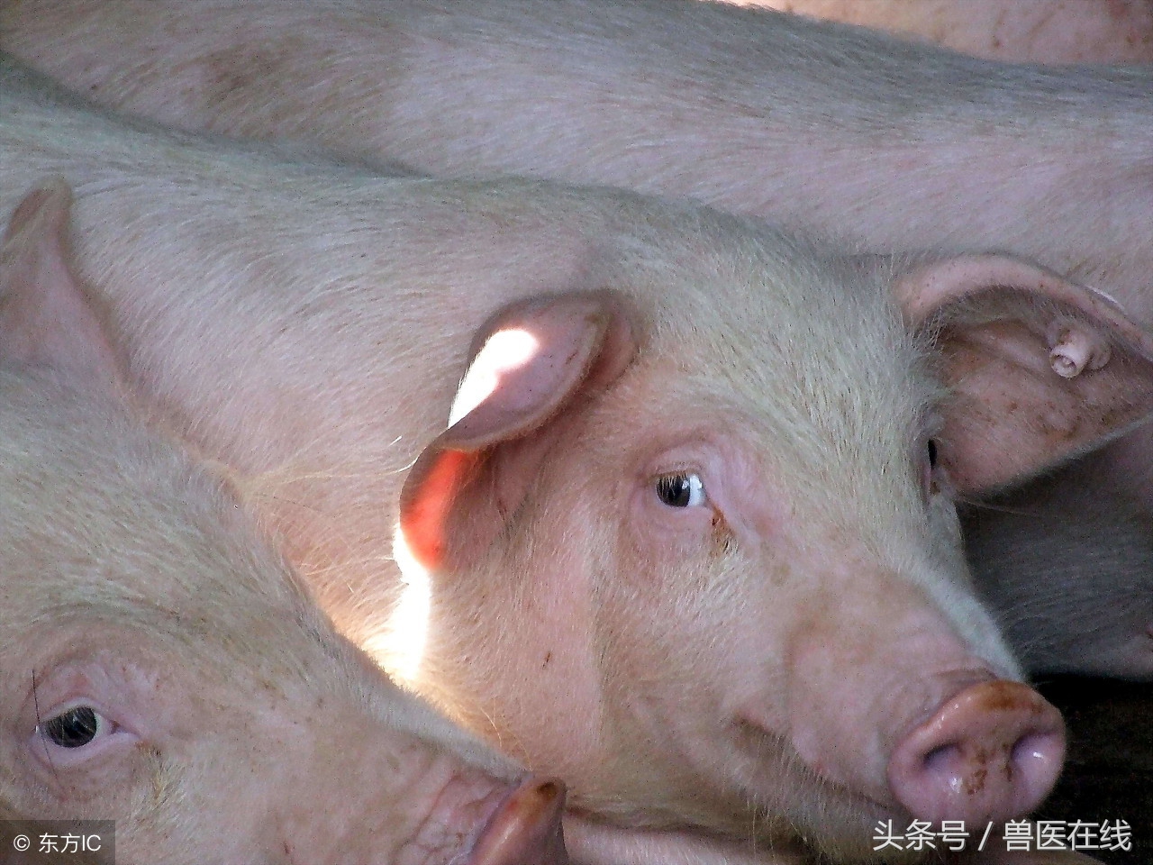 猪病兽医必看的蓝耳病现场诊断
