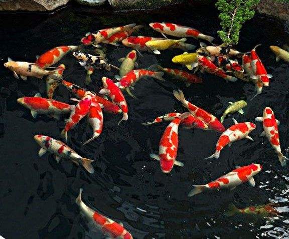 适合饲养的十大观赏鱼,最受欢迎的观赏鱼