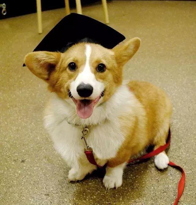 干货狗狗喂养知识合集,新手训练狗狗要用什么零食