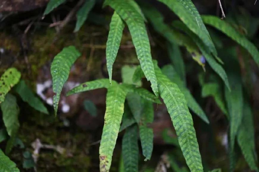 金鸡毛草在农村叫什么,中药材金鸡脚图片