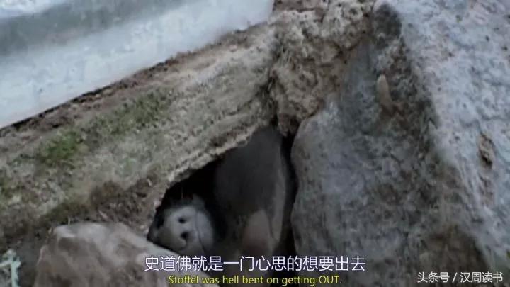 非洲平头哥张狂不是我的本性但是惹我就等于自杀