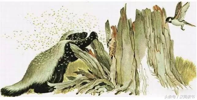 非洲平头哥张狂不是我的本性但是惹我就等于自杀