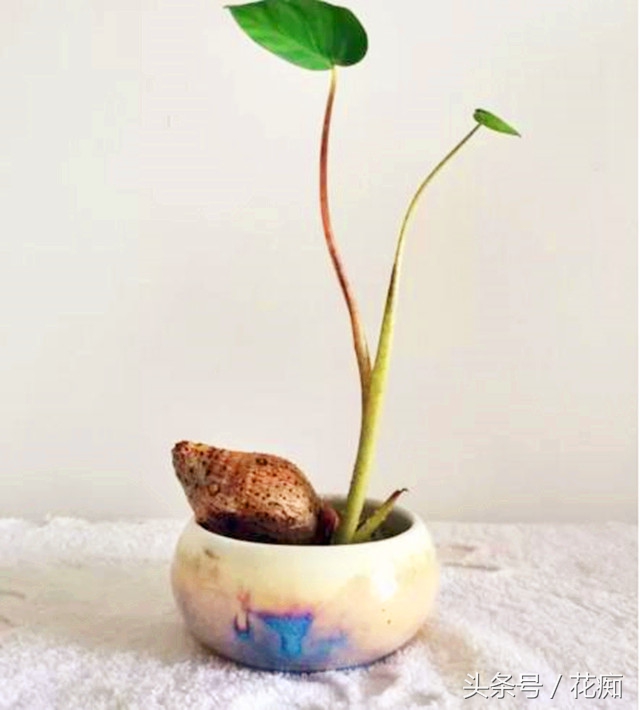切下来的萝卜头怎么种小盆栽,蔬菜洋葱如何种出来好看