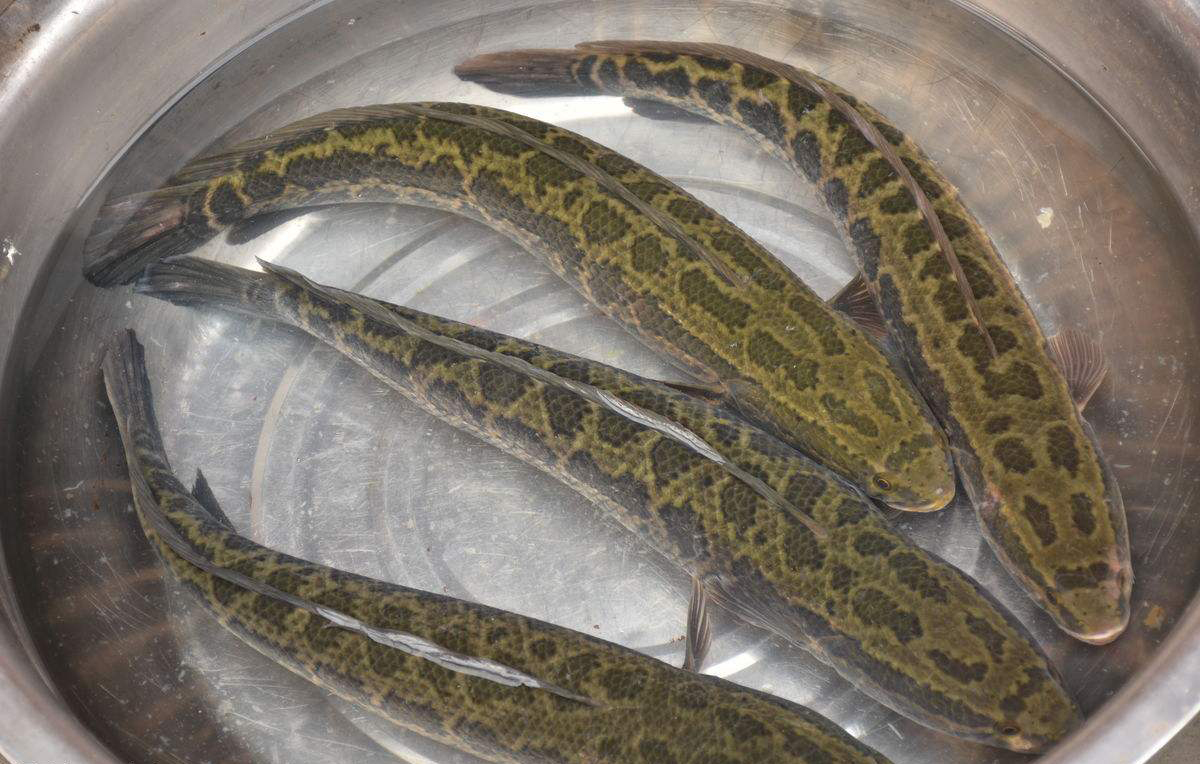 野钓黑鱼方法,野钓黑鱼技巧和方法