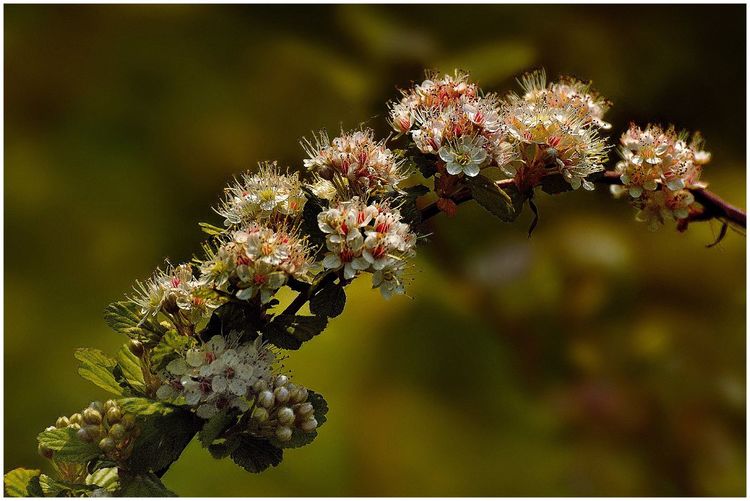 代表独特的花语的花是什么,什么花的花语是惊艳人心的呢