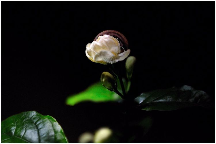 代表独特的花语的花是什么,什么花的花语是惊艳人心的呢