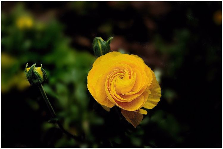 代表独特的花语的花是什么,什么花的花语是惊艳人心的呢