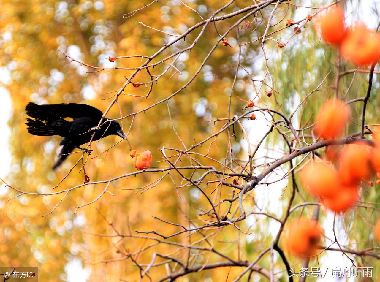 柿子红色的小山村,柿林村简介