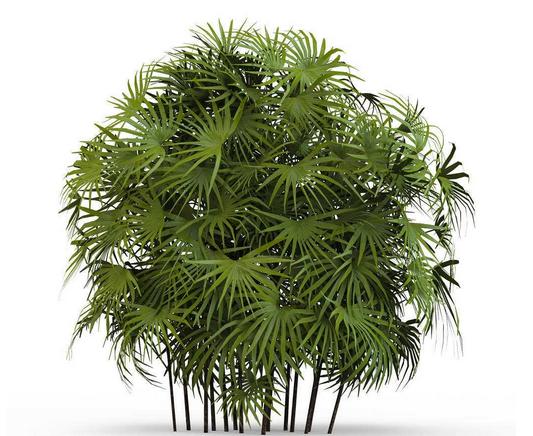 室内观赏竹,十种适合室内养竹子