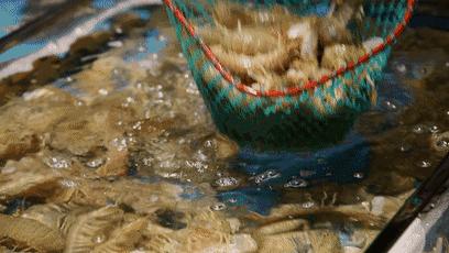 天津海鲜自助一百多一位的餐厅,天津高端自助海鲜价位