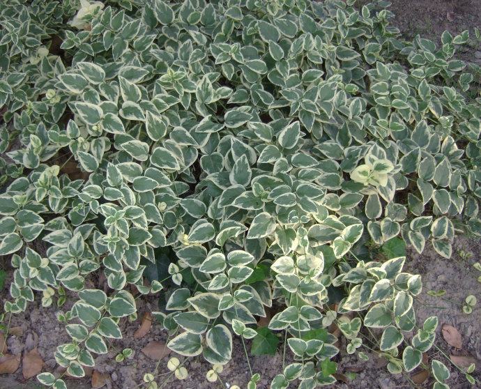 花叶蔓长春花和金边黄杨的区别,花叶蔓长春花耐寒多少度