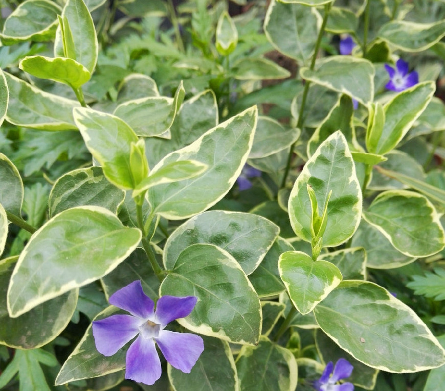 花叶蔓长春花和金边黄杨的区别,花叶蔓长春花耐寒多少度