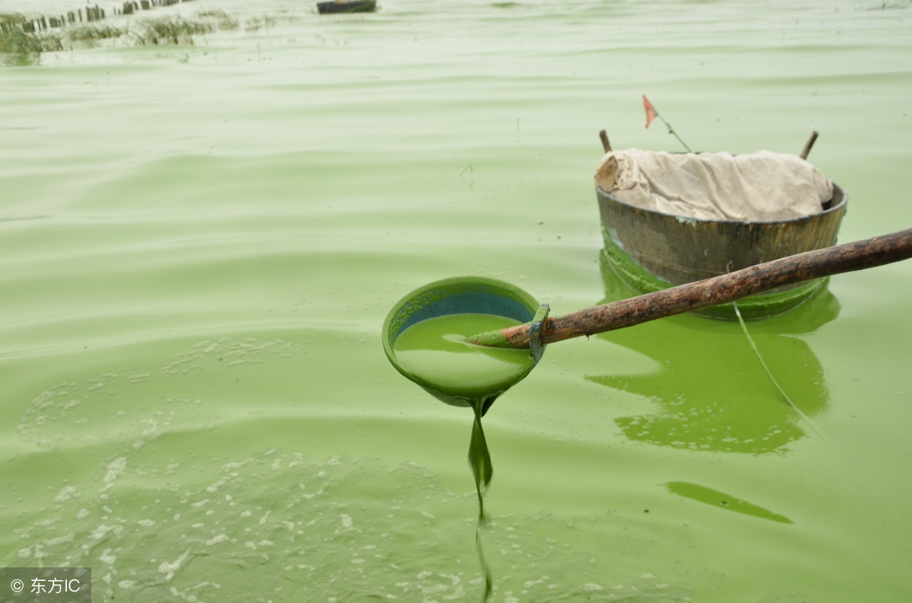 鱼池蓝藻灭杀方法,杀蓝藻最好的办法