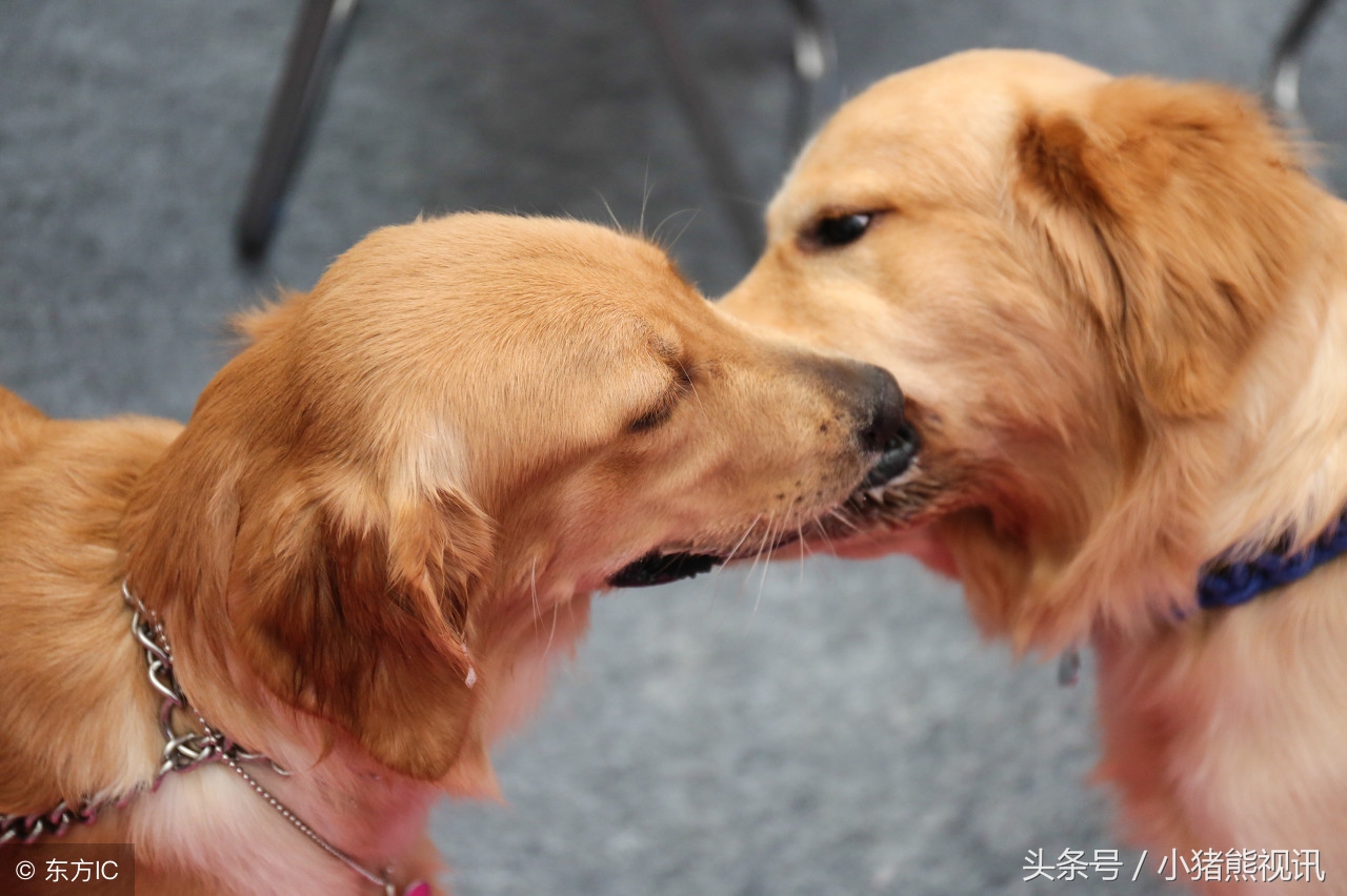 给狗狗配种要卡好合适的发情时间点，主人们得注意了