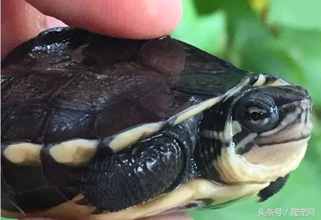 石金钱龟颜色及投资价值的关系