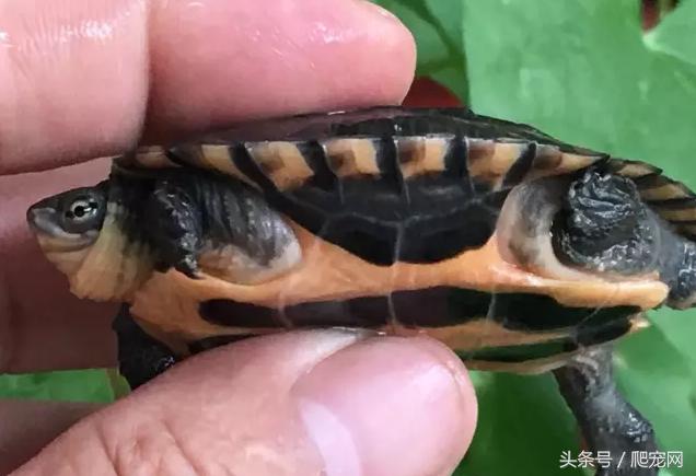 石金钱龟颜色及投资价值的关系