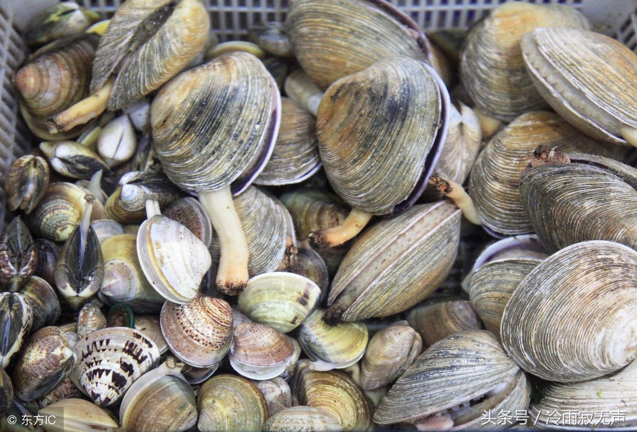 秦皇岛旅游吃海鲜攻略图片,秦皇岛旅游攻略秦皇岛酒店