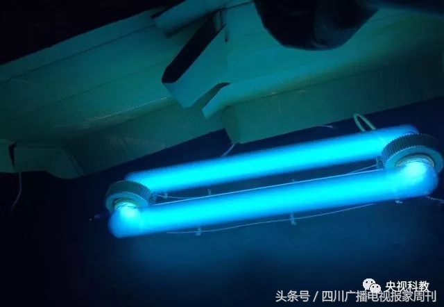 醋水和绿植哪个除甲醛快,除味除甲醛绿植用水怎么培养