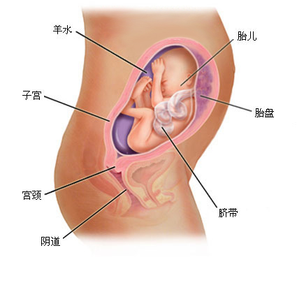 孕期宝宝的发育过程（满满的幸福感）