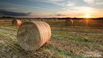 农业牧草种植前景,草坪农业发展前景