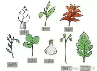 一句话证明你是中国人,一句话证明你是中国人原视频