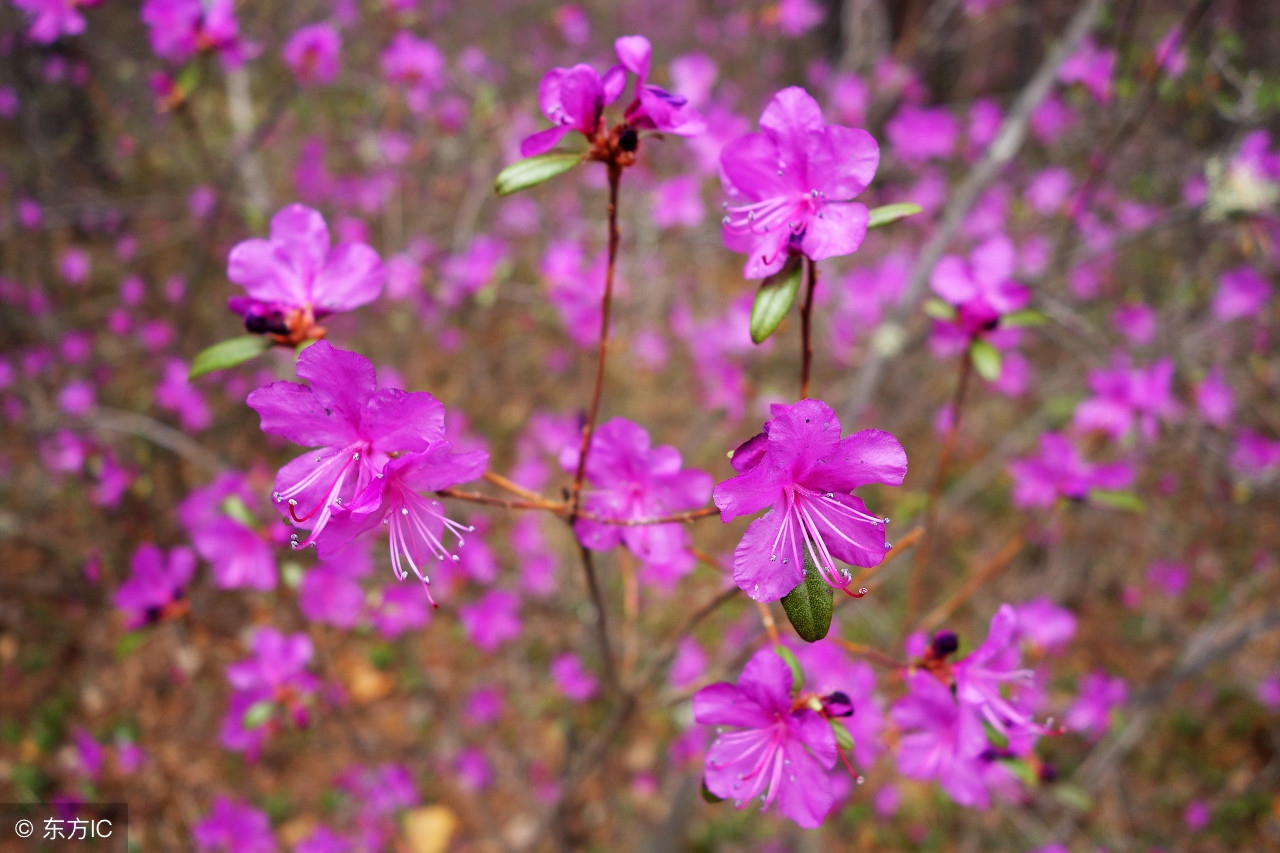 漠河杜鹃花风景图片,感受漠河白桦林的气息和美景