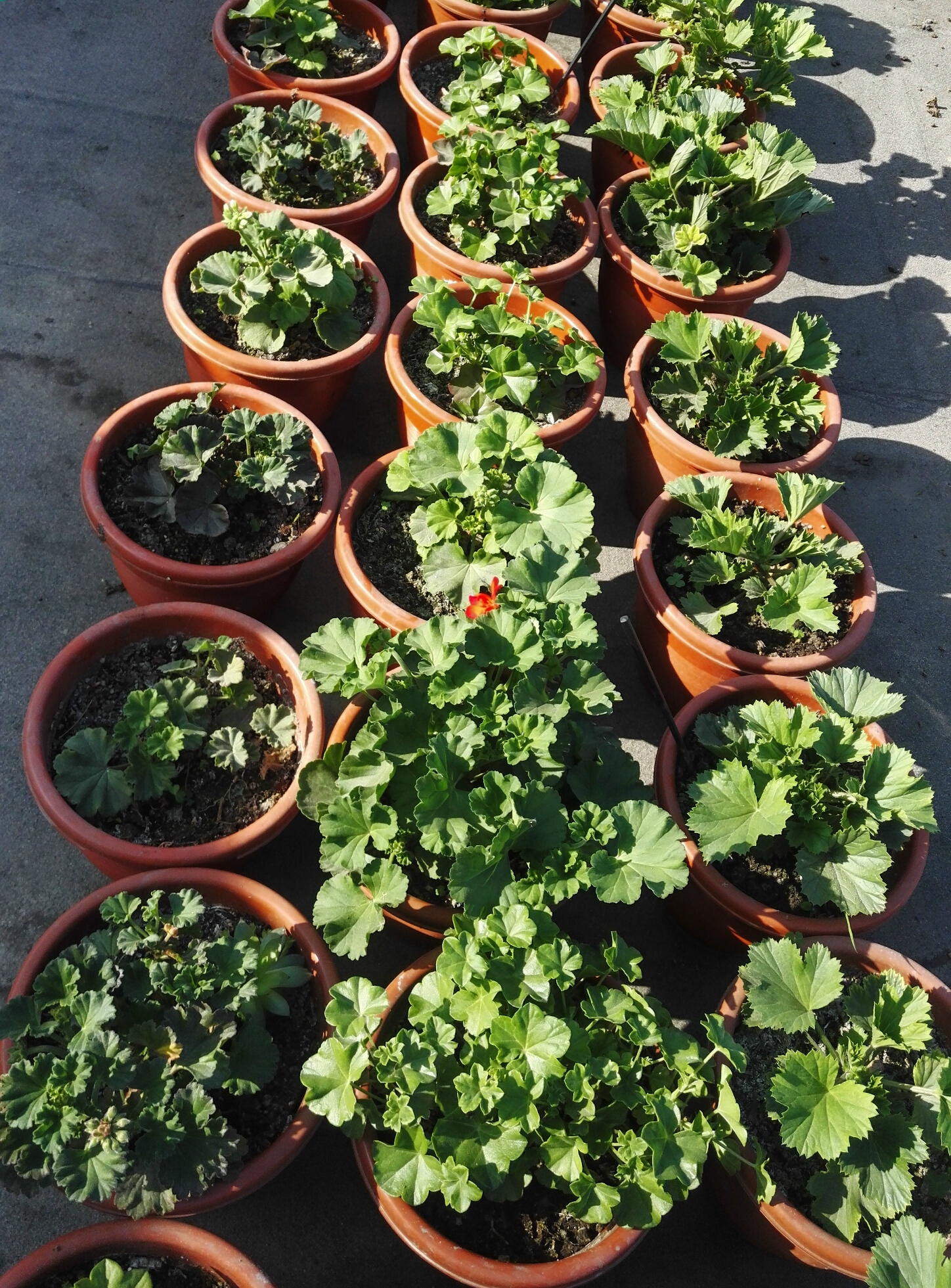 天竺葵怎么养才开花长久,天竺葵怎样养护开花不断