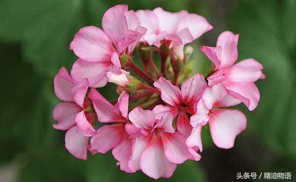 天竺葵精油涂在哪里止痛,面部专用精油天竺葵精油