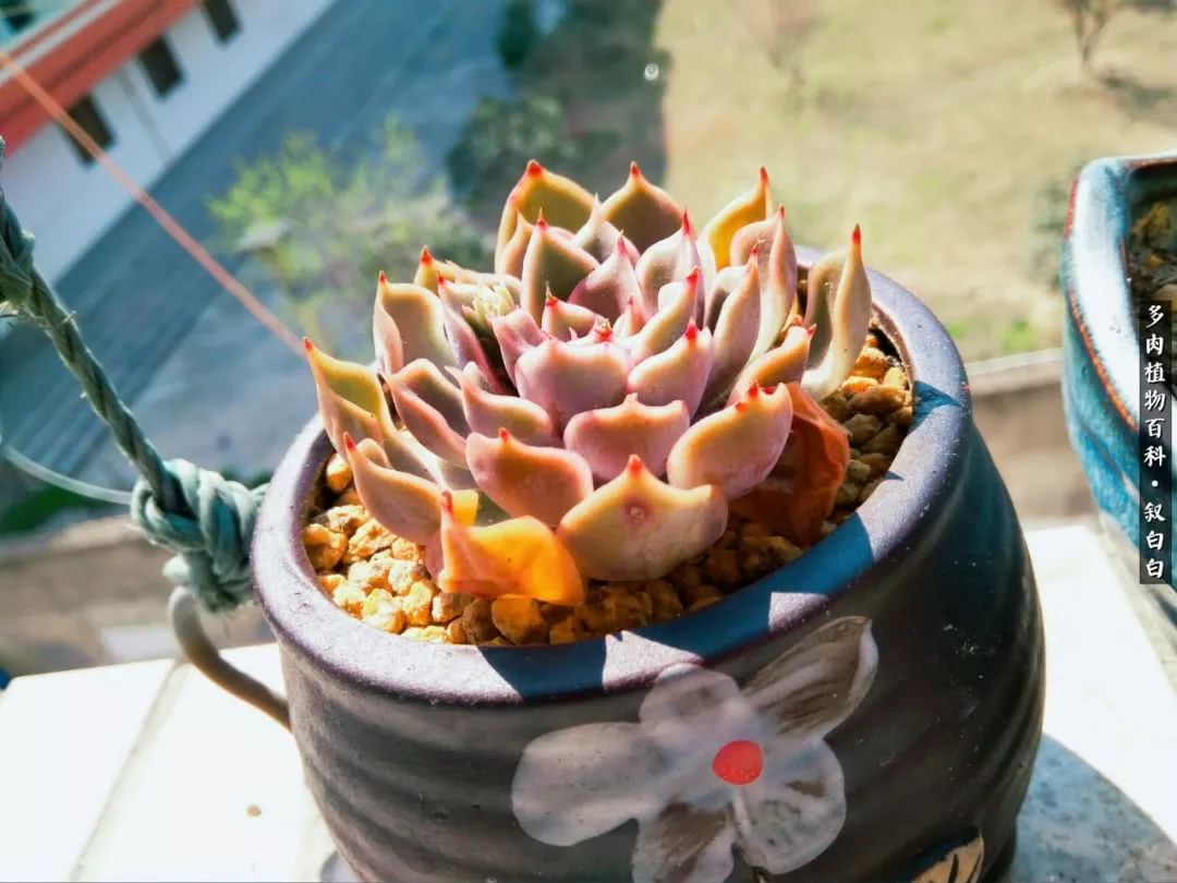 高一女生应该如何培养自己,植物补光灯养多肉心得