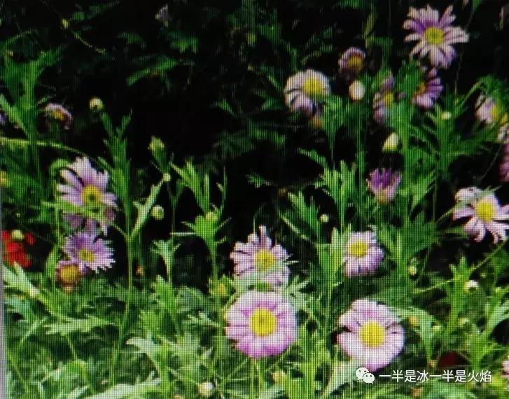 三月三：我有一片阳光，可暖四季薄凉