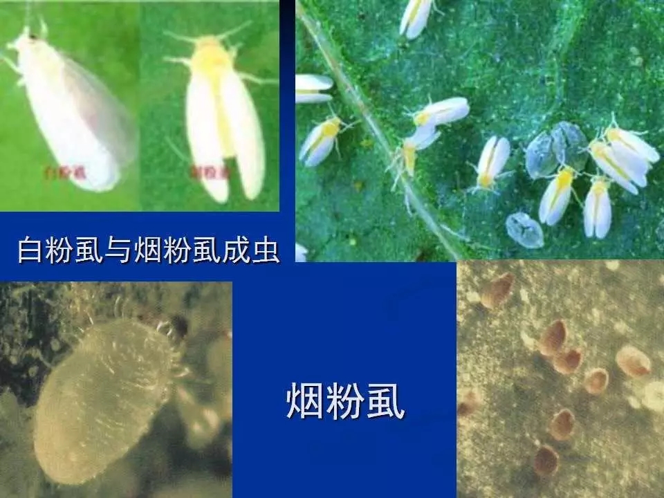 重庆室内常见害虫,储粮害虫常见图片