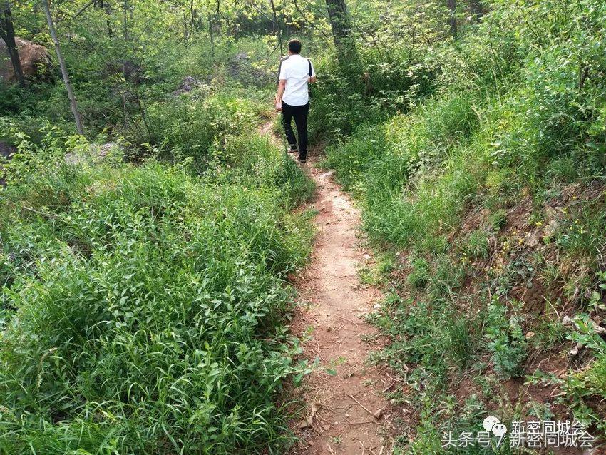 新密市九里山风景区摘槐花,新密超化九里山槐花林