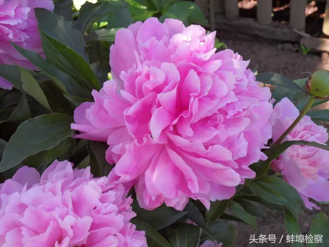 四月牡丹花开的诗词,牡丹真国色花开时节动京城的意思