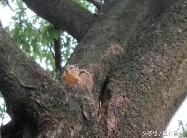 芍药成海，蔷薇满园！成都最快0.5h就到！赏四月的花不走远！