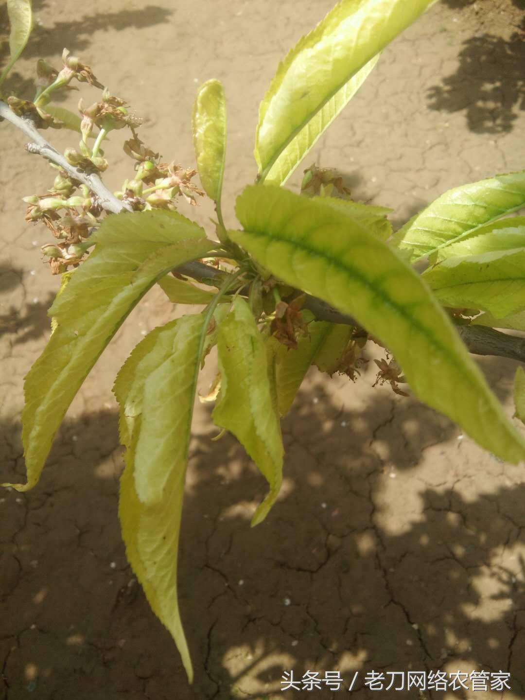 樱桃卷叶发黄是什么原因,樱桃缺素叶片的状况