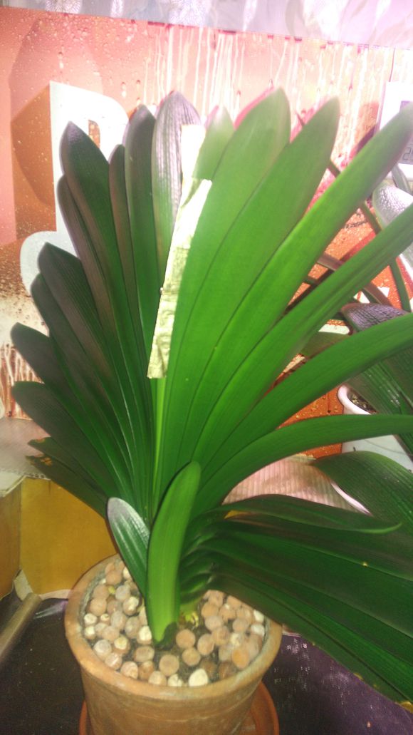 君子兰怎么养能让它开花长得快,君子兰怎么养才能更旺盛开花快